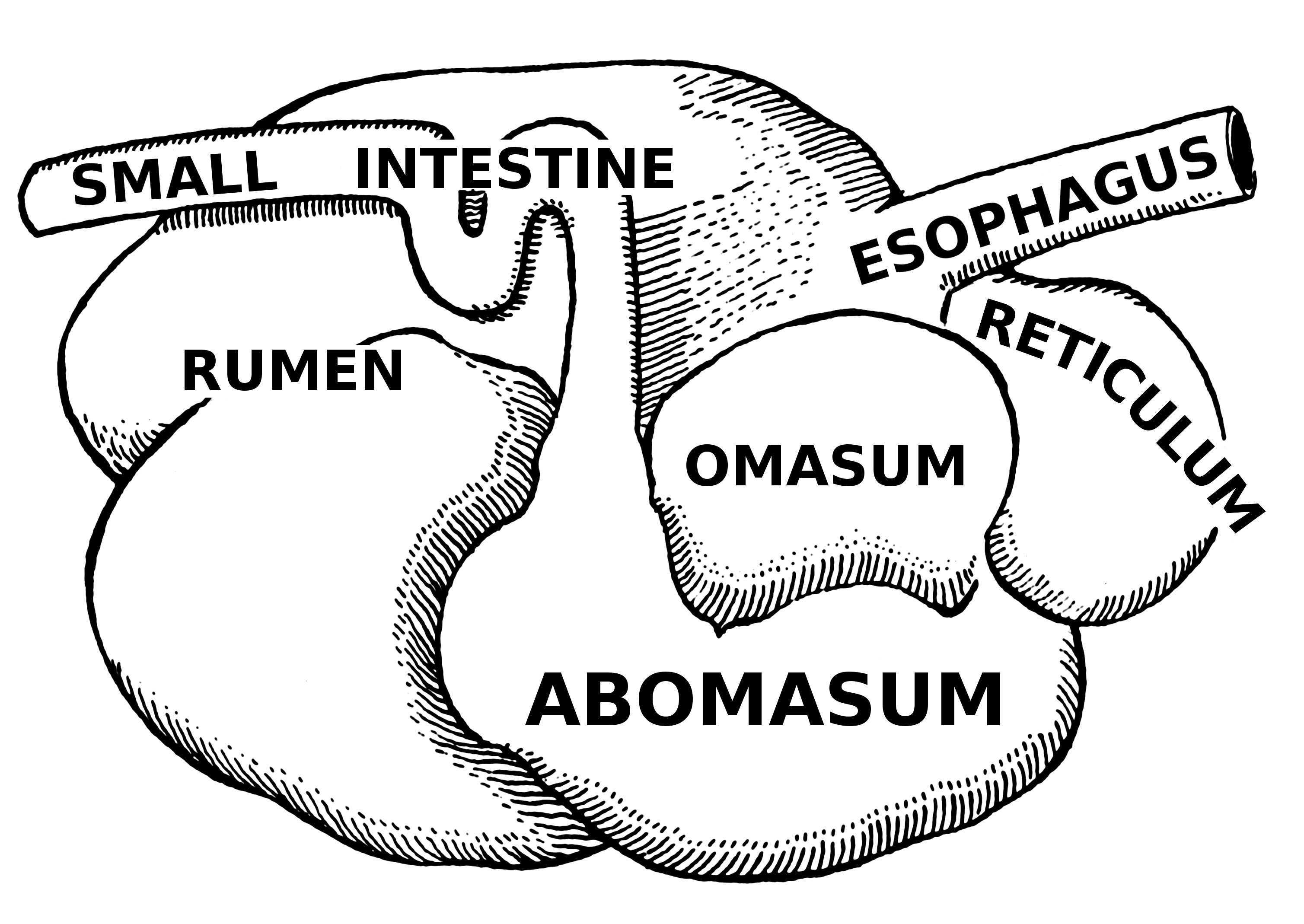 https://en.wikipedia.org/wiki/Ruminant#/media/File:Abomasum_(PSF).png